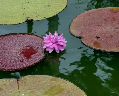 ¡La planta acuática más grande del mundo está en Jardín Botánico Culiacán!
