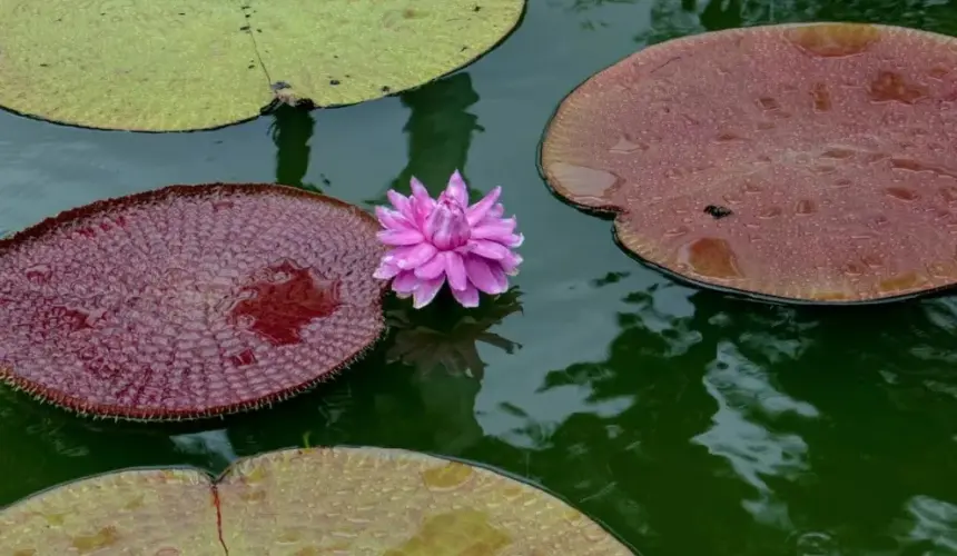 ¡La planta acuática más grande del mundo está en Jardín Botánico Culiacán!