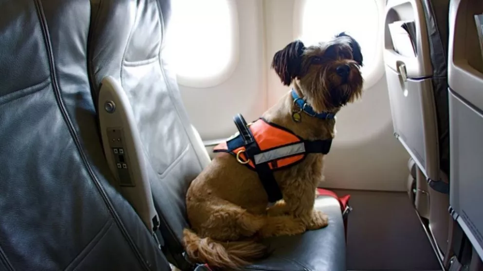 Profeco afirma que pasajeros de avión pueden viajar con su mascota, conoce los requisitos
