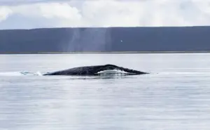 Sabes cuántas ballenas grises hay en la Reserva de la Biosfera El Vizcaíno 