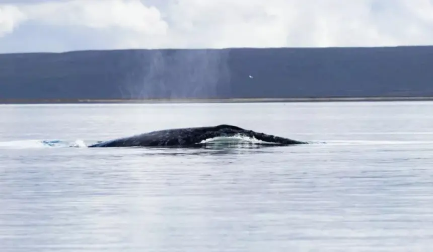 Sabes cuántas ballenas grises hay en la Reserva de la Biosfera El Vizcaíno.