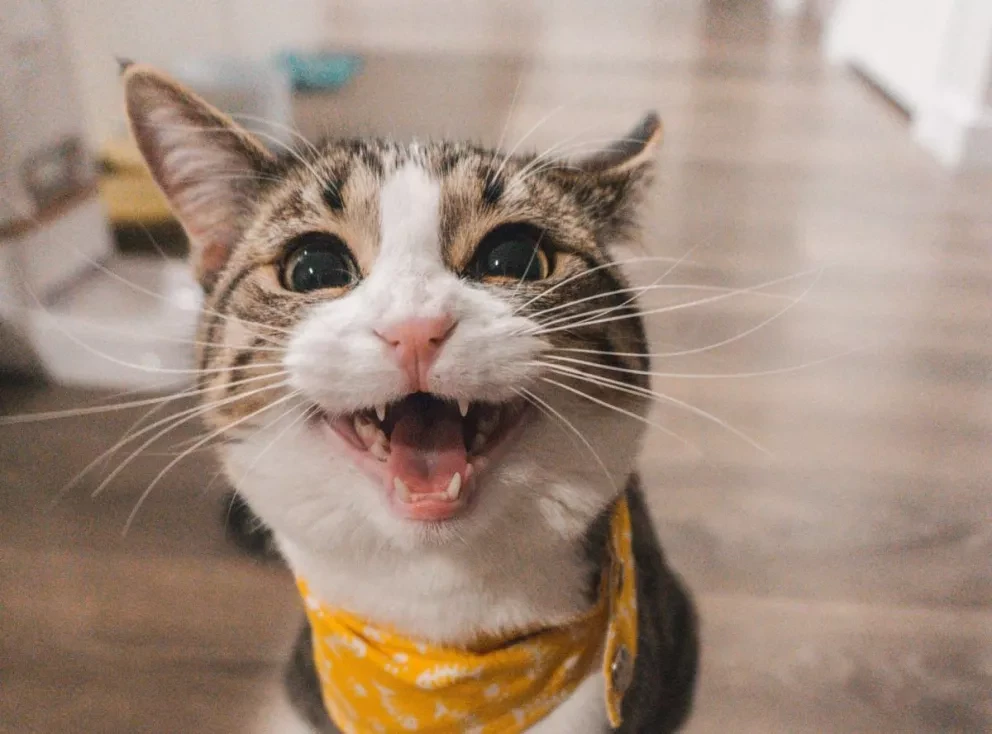 Gato hidratado, gato feliz; la alimentación correcta en esta primavera para tu michi