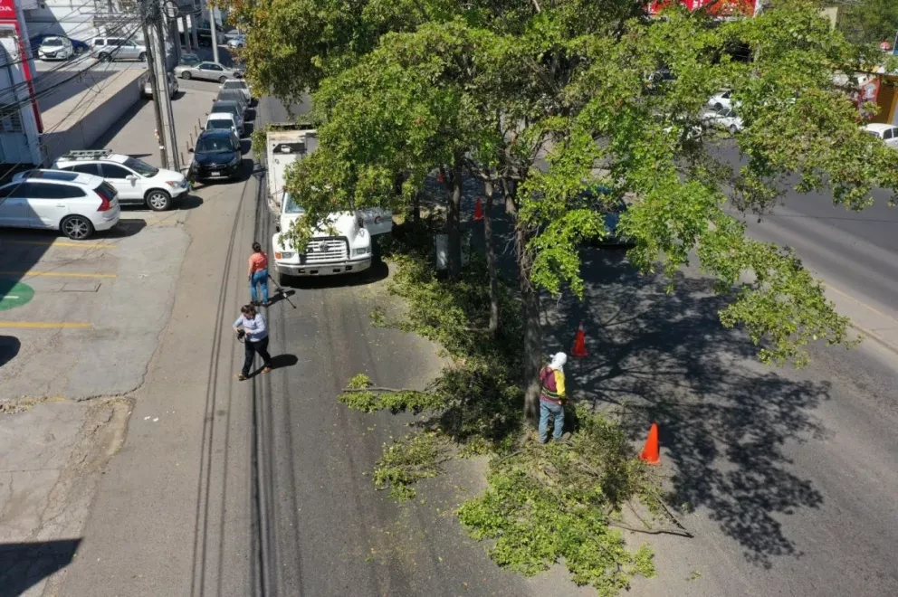 La poda de árboles continuará en toda la ciudad y en las sindicaturas del municipio de Culiacán.