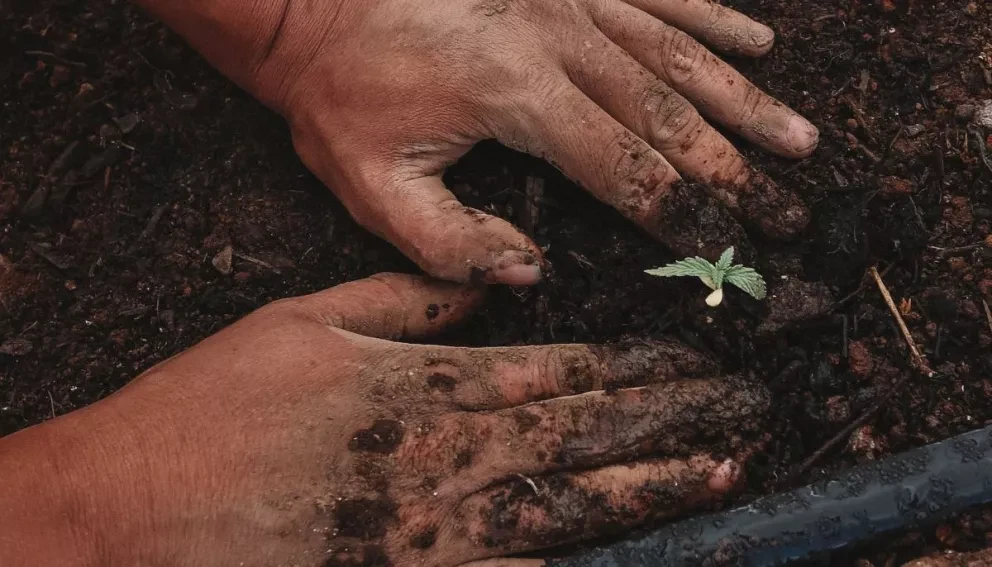 Reciben sus depósitos productores beneficiarios de Producción para el Bienestar. Foto: GreenForce Staffing