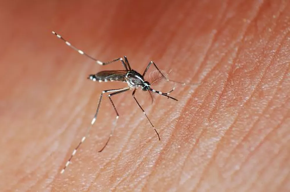Peces depredadores de larvas son utilizados como solución para controlar el dengue