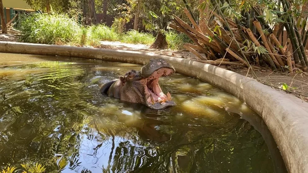 El Zoológico de Culiacán ya se encuentra listo para recibir a visitantes esta semana santa