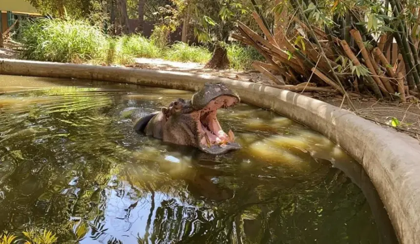 El Zoológico de Culiacán ya se encuentra listo para recibir a visitantes esta semana santa