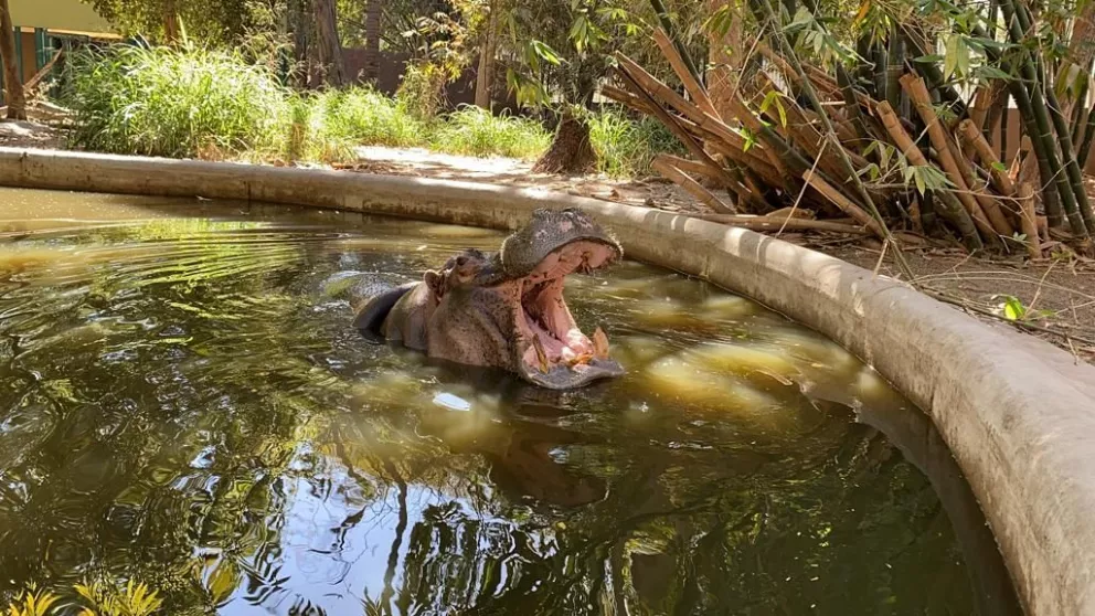 El Zoológico de Culiacán ya se encuentra listo para recibir a visitantes esta semana santa