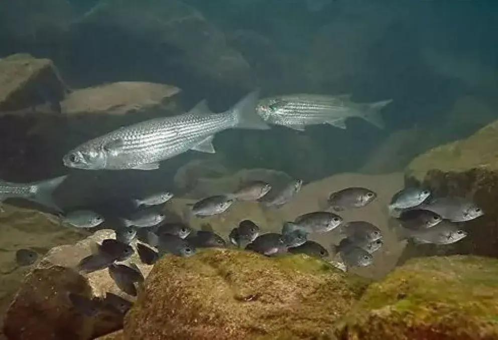 Peces que encuentras en Sinaloa (Lisa: Mugil cephalus)