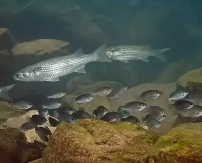 Peces que encuentras en Sinaloa (Lisa: Mugil cephalus)