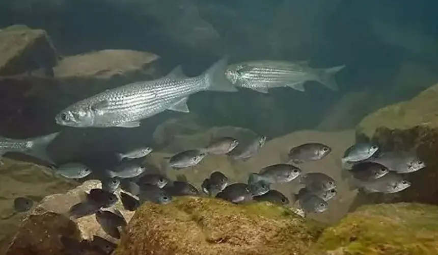 Peces que encuentras en Sinaloa (Lisa: Mugil cephalus)