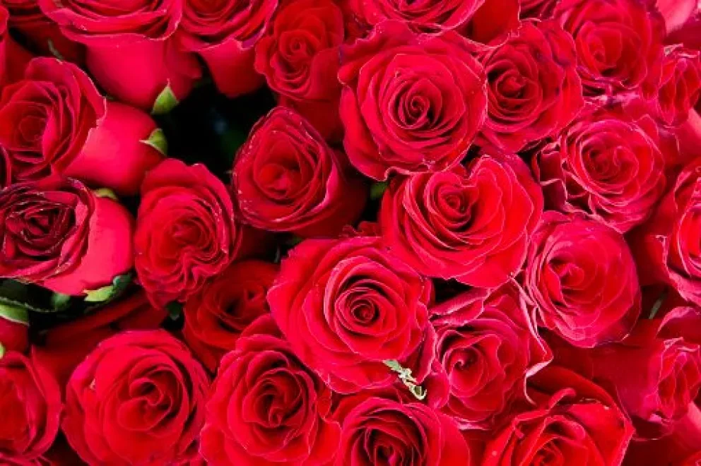 TikTok: ¿Qué significan y cuándo se dan las 20 rosas en abril? Conoce el contexto de esta tendencia