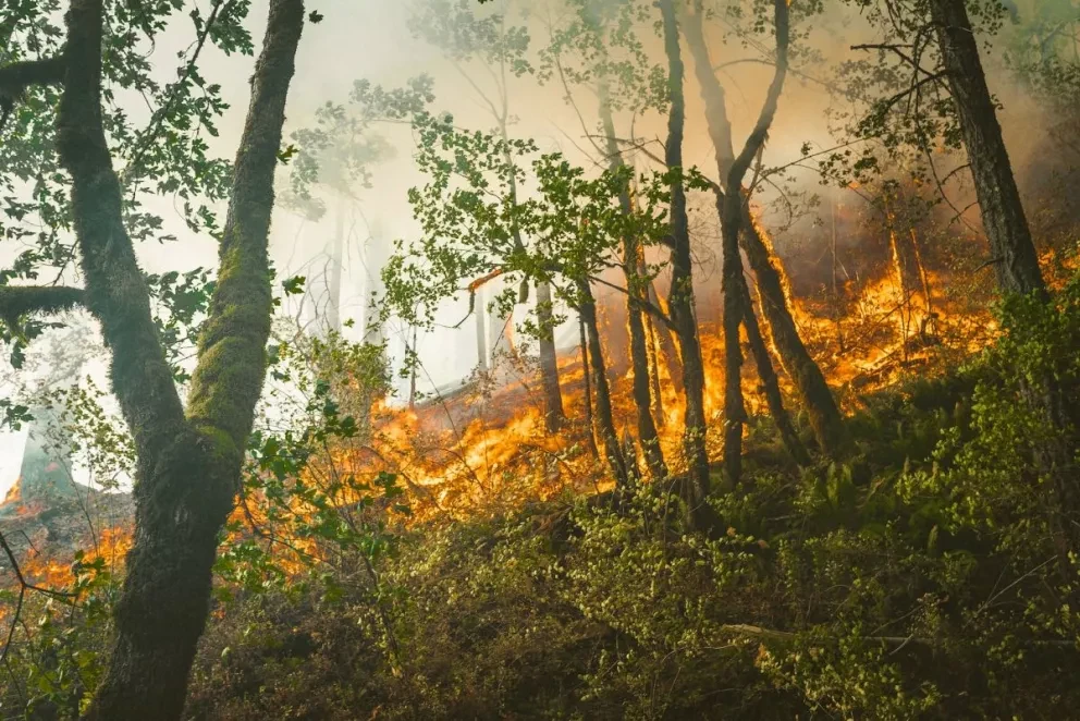Incendio forestal en Concordia está controlado SEBIDES. Foto: Karsten Winegeart