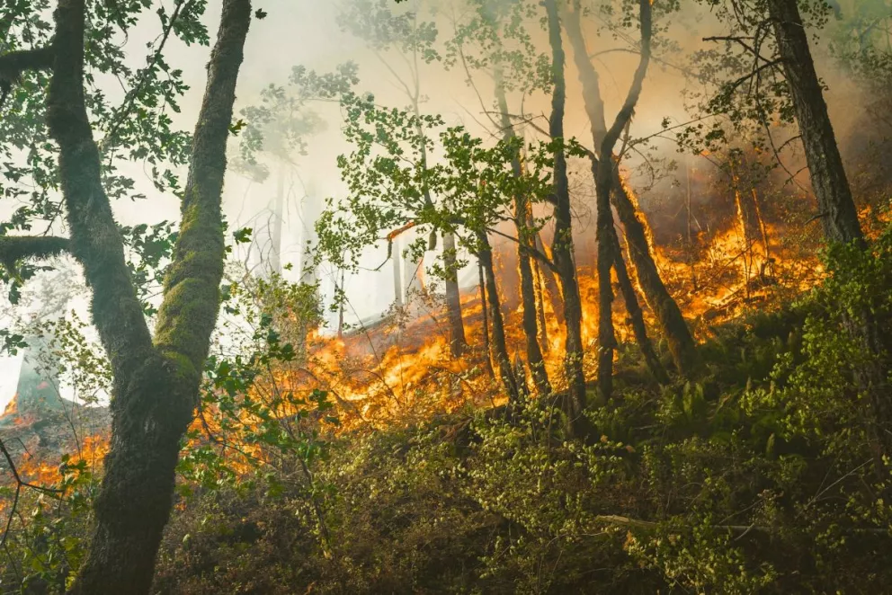 Incendio forestal en Concordia está controlado SEBIDES. Foto: Karsten Winegeart 