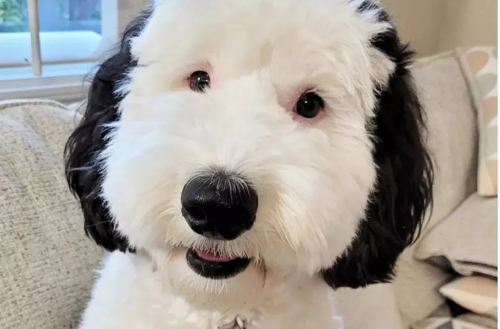  Conoce a Bayley, la doble de Snoopy; el lomito que está enamora a todos. Foto: bayley.sheepadoodle