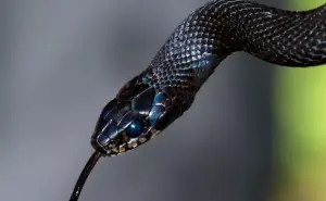 Qué significa soñar con una serpiente 