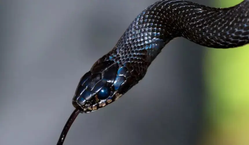 Qué significa soñar con una serpiente. Foto:  James Wainscoat 