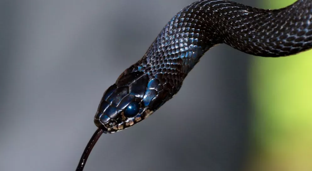 Qué significa soñar con una serpiente. Foto:  James Wainscoat 