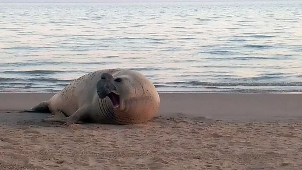 Ponen a salvo a elefante marino que estaba varado en playa de Sonora.