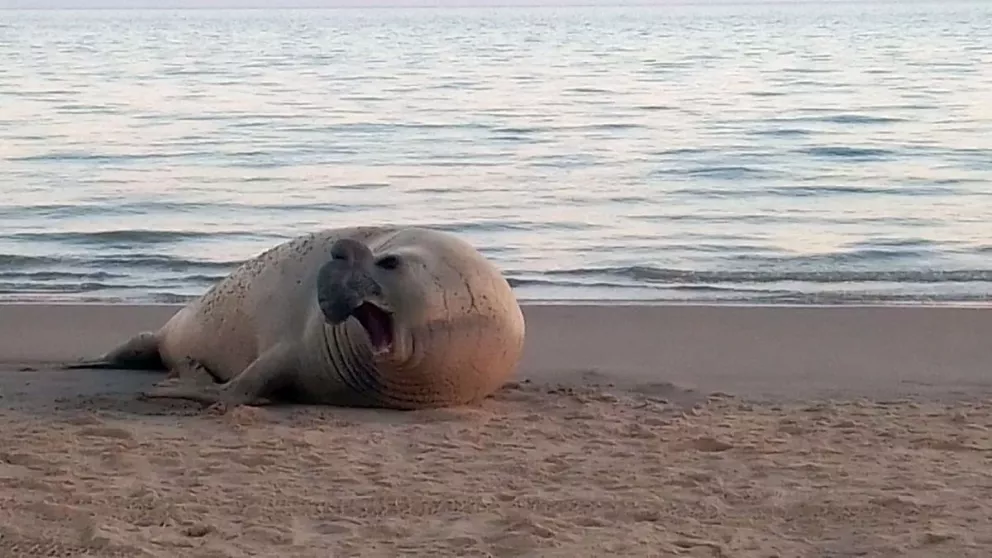 Ponen a salvo a elefante marino que estaba varado en playa de Sonora.