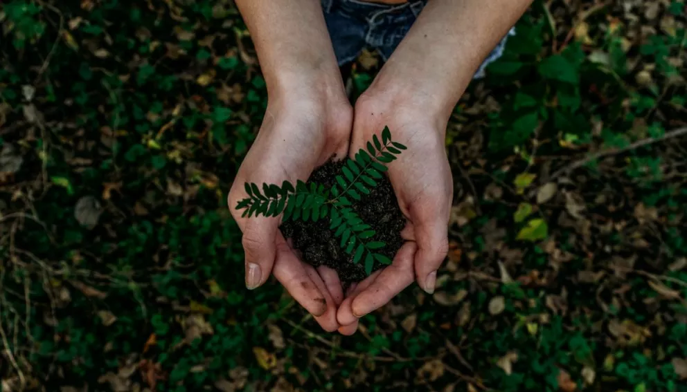 Qué es el desarrollo sustentable . Foto: Noah Buscher 