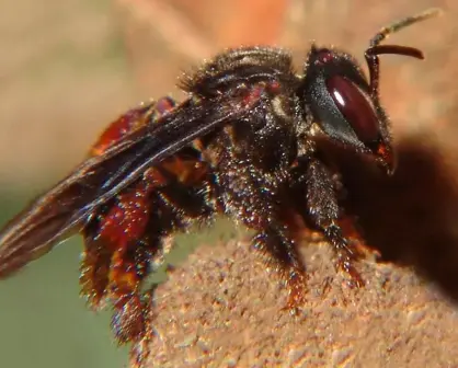 ¡Existen abejas sin aguijón! Conoce a las meliponas