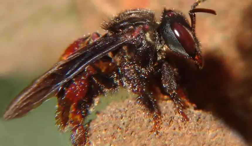 ¡Existen abejas sin aguijón! Conoce a las meliponas