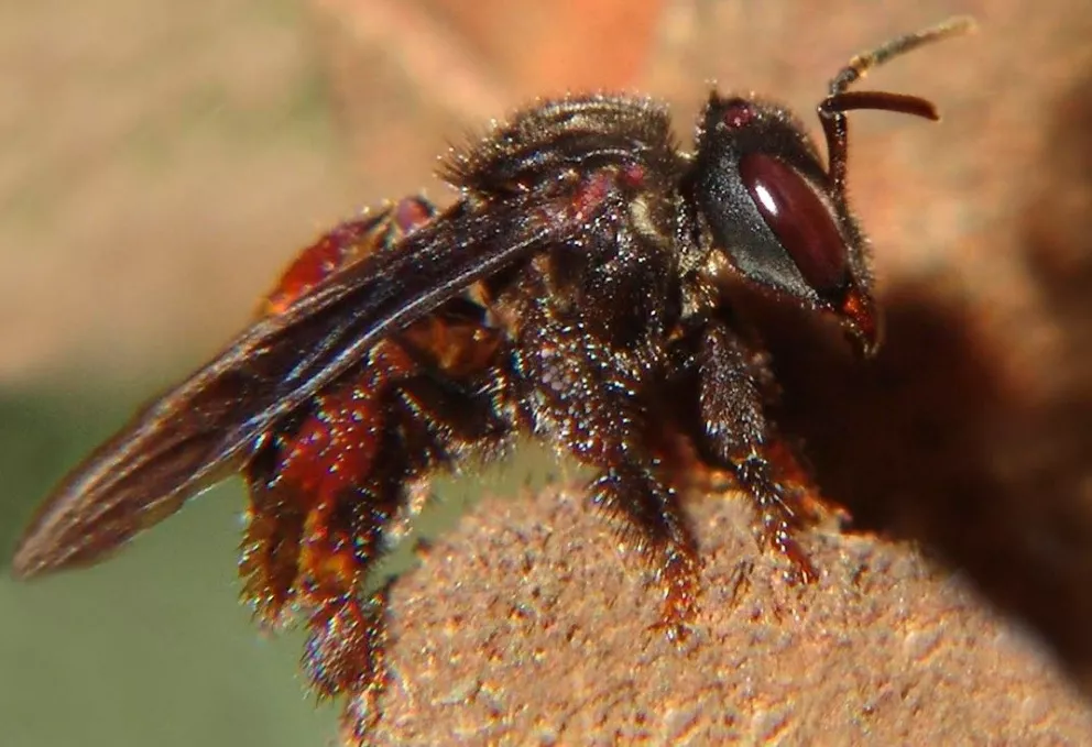 ¡Existen abejas sin aguijón! Conoce a las meliponas