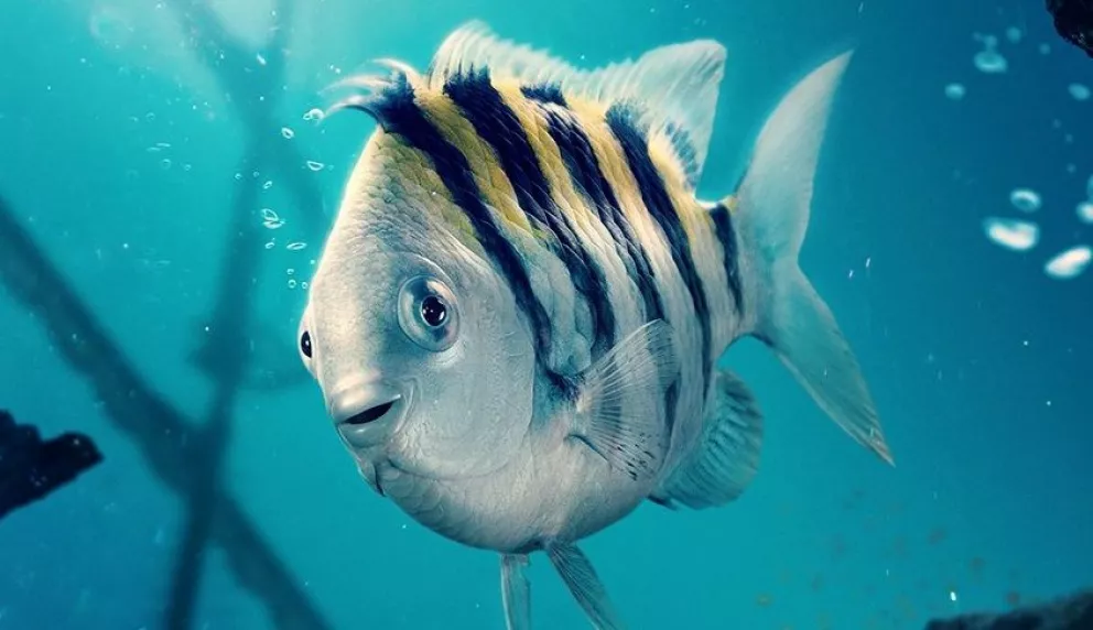 Qué pez en Flounder en la Sirenita animada