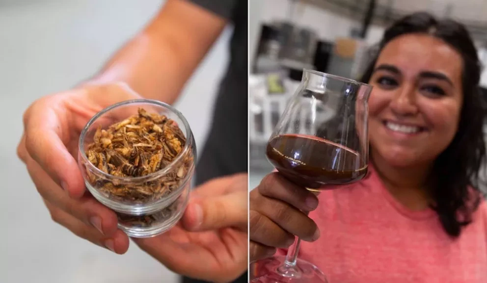 Crean cerveza preparada a base de grillos en Querétaro