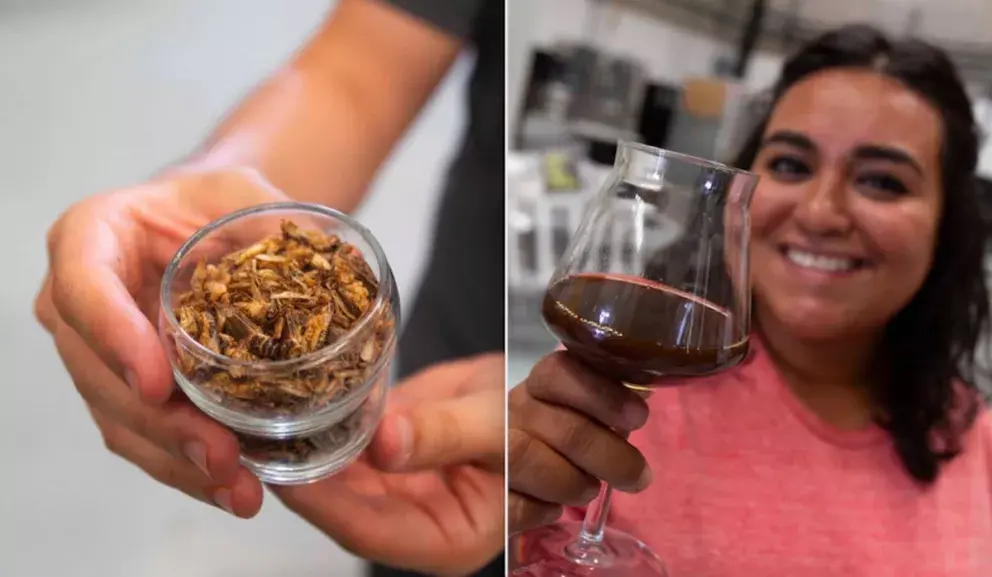 Crean cerveza preparada a base de grillos en Querétaro