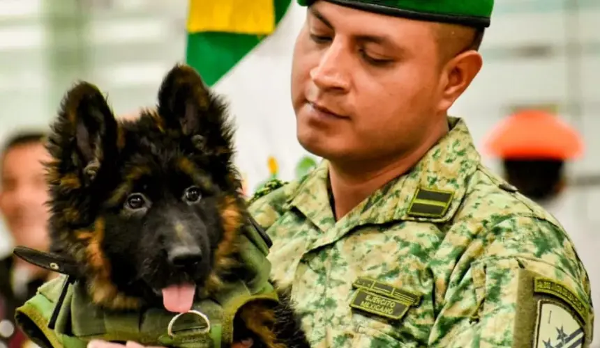 Llegó a México un cachorrito que fue donado por Turquía tras la muerte de Proteo, perro rescatista de la Sedena