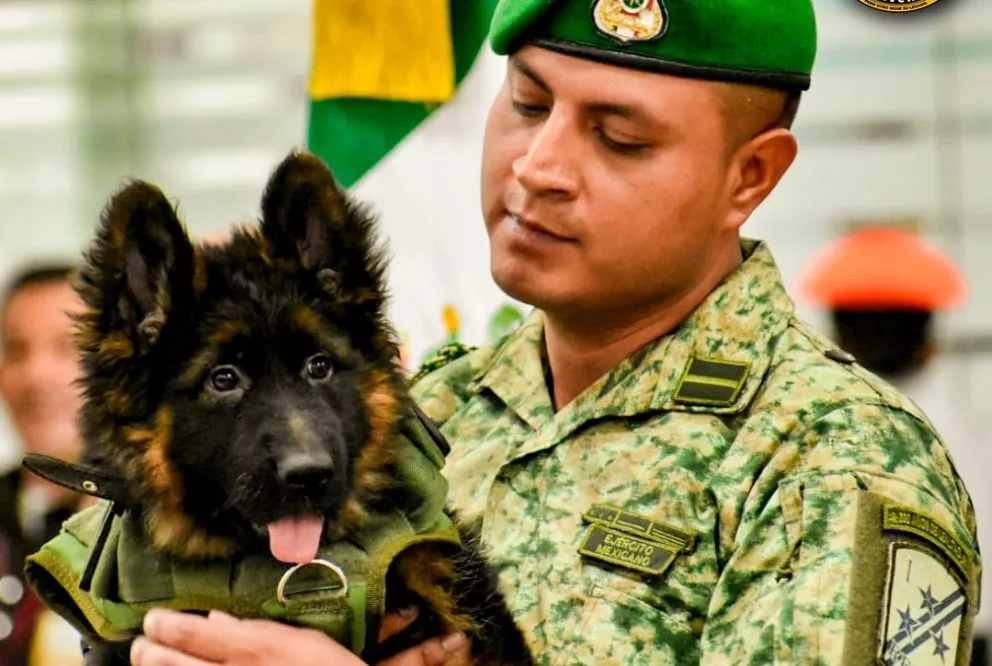 Llegó a México un cachorrito que fue donado por Turquía tras la muerte de Proteo, perro rescatista de la Sedena