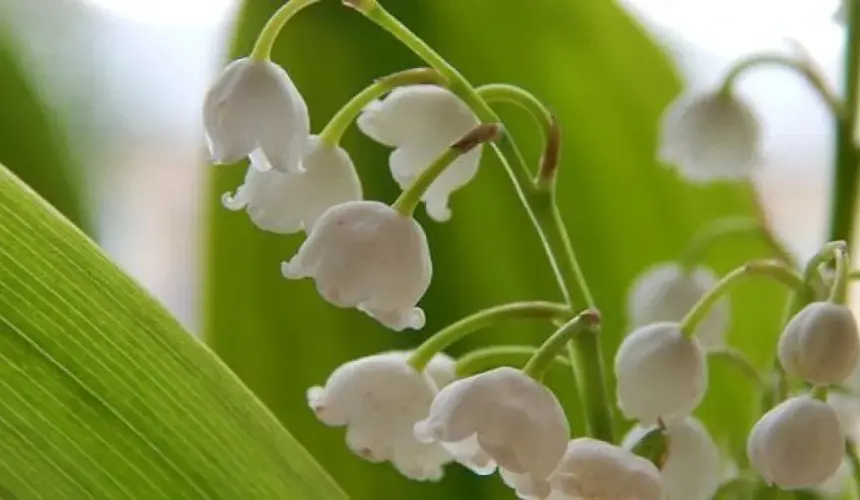 Por qué se acostumbra regalar flores de Muguet en Mayo.