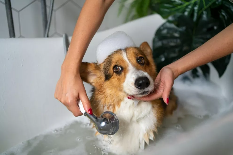La higiene es fundamental para mantener a nuestras mascotas limpias y libres de parásitos