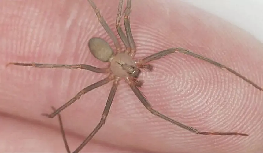 Araña violinista, cuál es la temporada, qué hacer si me pica una y cómo identificarlas.