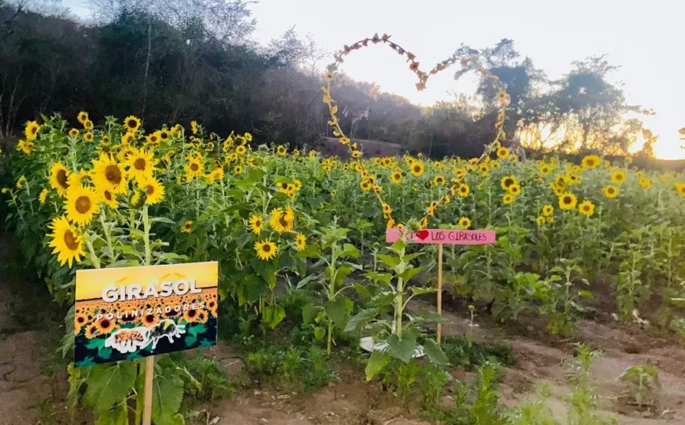 Campo de Girasoles de Palmillas, Mazatlán.