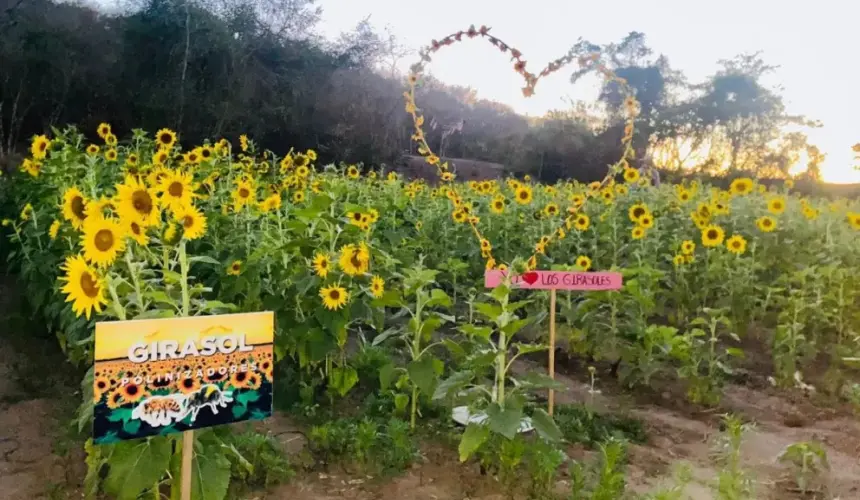 Campo de Girasoles de Palmillas, Mazatlán.