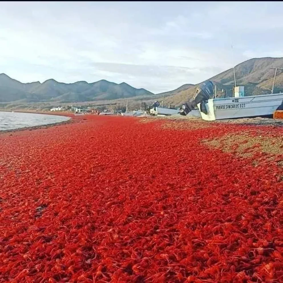 Langostinos invaden Bahía de Magdalena. Foto: Jesus Gavilán López