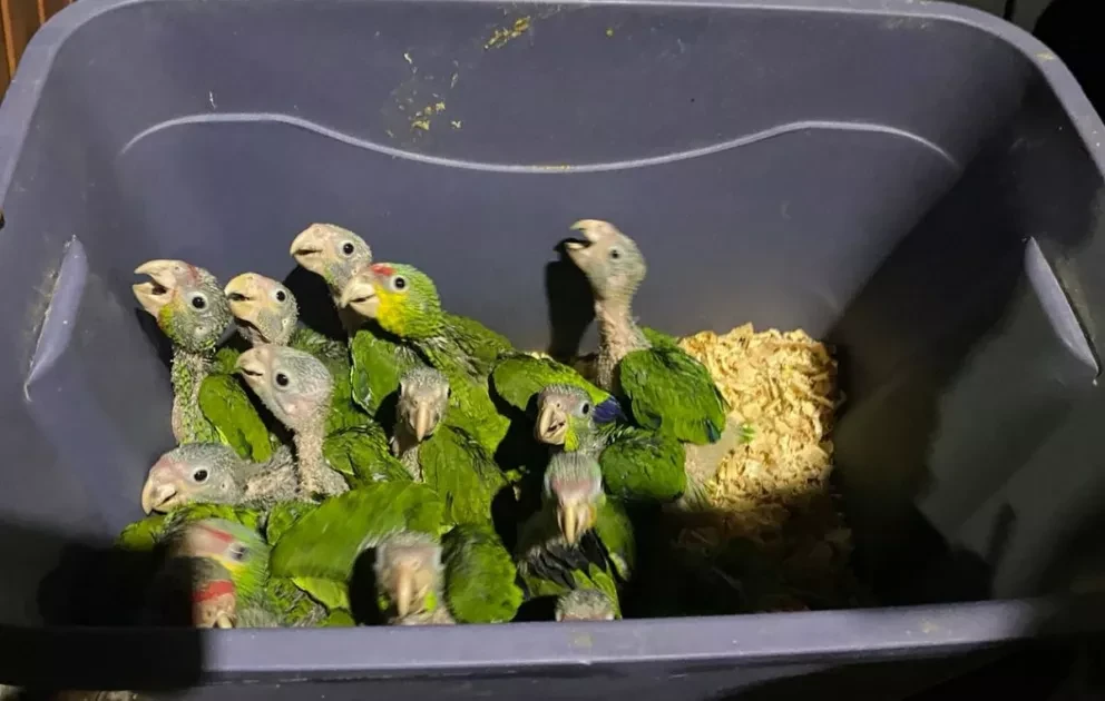 Eran más de mil animales, entre ellos cotorros, Monos Capuchinos y Tucanes, los tenían ilegalmente en un domicilio de la CDMX; la Guardia Nacional los rescató