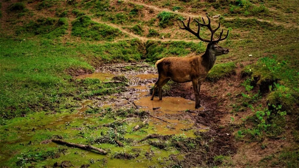 Cada 22 de mayo se celebra el Día de la Biodiversidad. Foto: Pixabay