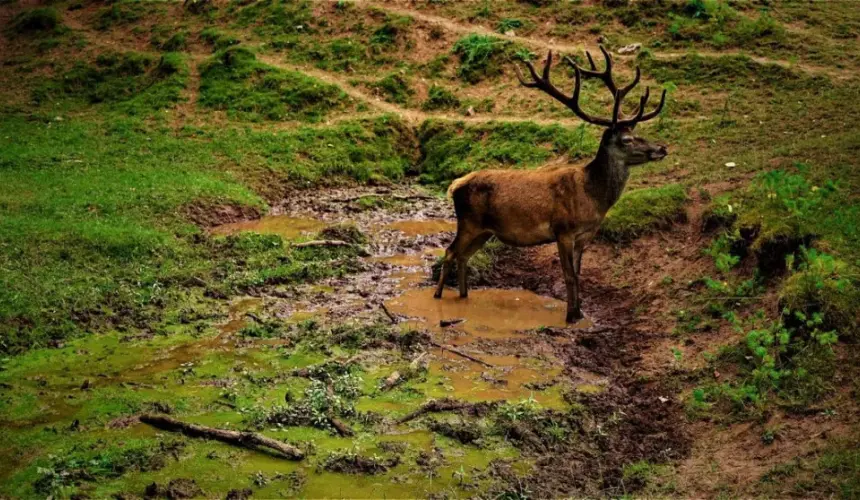 Cada 22 de mayo se celebra el Día de la Biodiversidad. Foto: Pixabay 