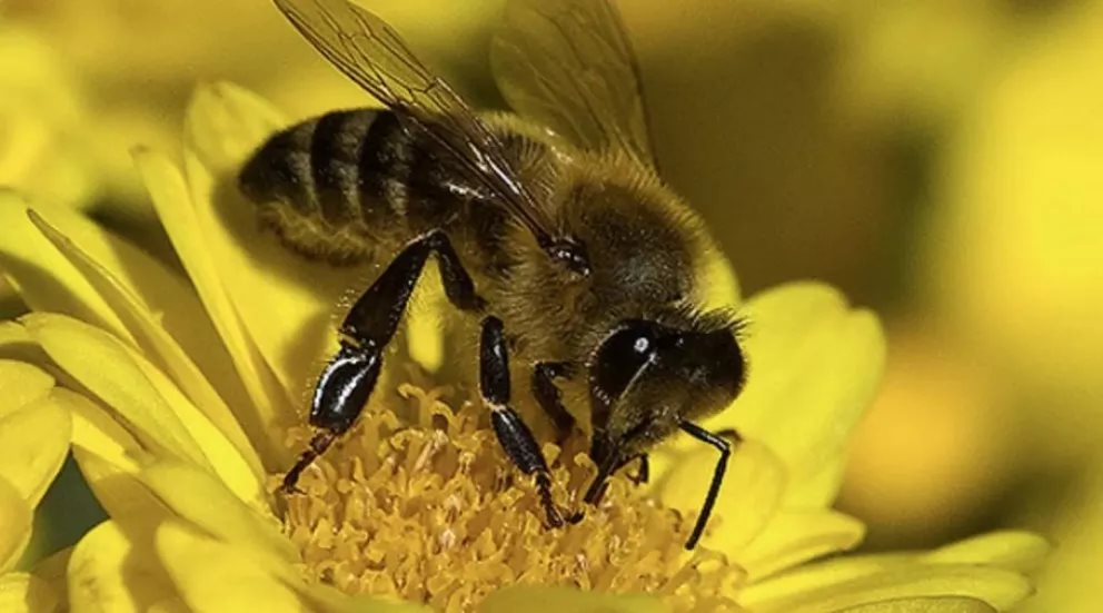 El día mundial de las abejas ¿Por qué es importante protegerlas?