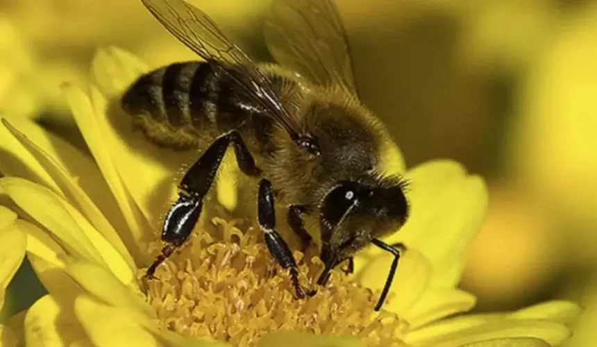 El día mundial de las abejas ¿Por qué es importante protegerlas?