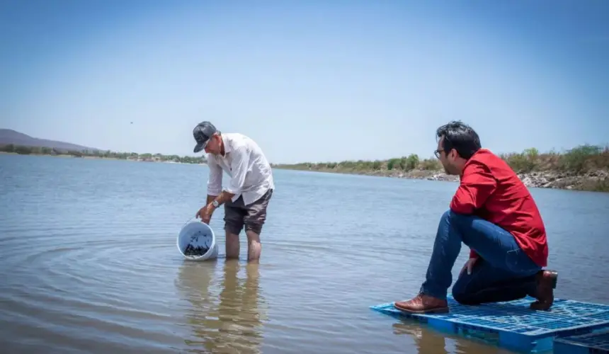 En Culiacán siembran en el Dique La Primavera 2 millones de alevines en presas y embalses gracias al al programa de repoblamiento de embalses