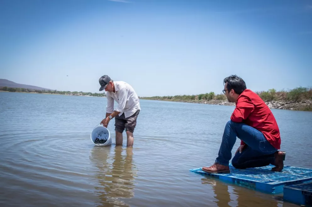 En Culiacán siembran en el Dique La Primavera 2 millones de alevines en presas y embalses gracias al al programa de repoblamiento de embalses