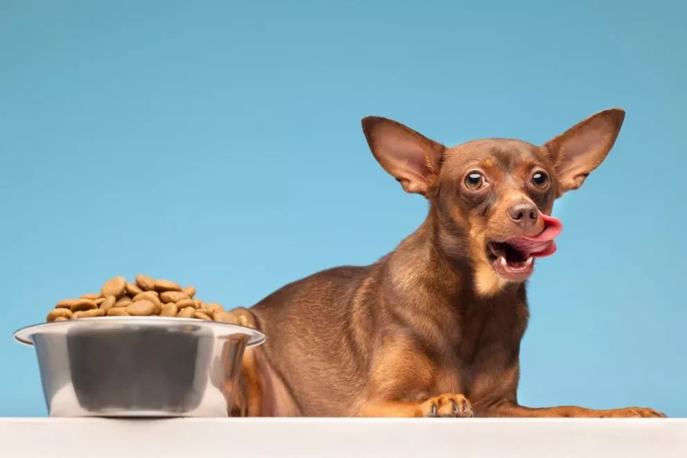 Lista de las mejores marcas de croquetas para perros, según Profeco. Foto: Freepik