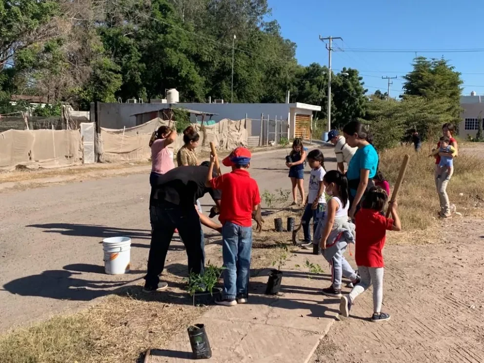 Da buenos resultados la plantación de 2 mil árboles en Villa Juárez