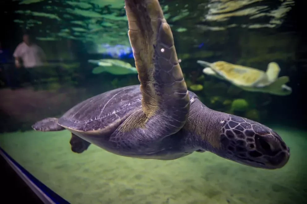 Gran Acuario Mazatlán “Mar de Cortés” el más grande de América Latina; Miguel Torruco aseguró que revitalizará la oferta turística de Mazatlán