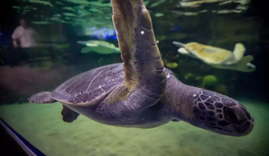 Gran Acuario Mazatlán “Mar de Cortés” el más grande de América Latina; Miguel Torruco aseguró que revitalizará la oferta turística de Mazatlán